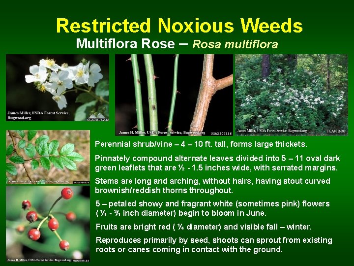  Restricted Noxious Weeds Multiflora Rose – Rosa multiflora Perennial shrub/vine – 4 –