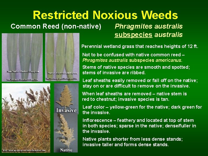  Restricted Noxious Weeds Common Reed (non-native) Phragmites australis subspecies australis Perennial wetland grass