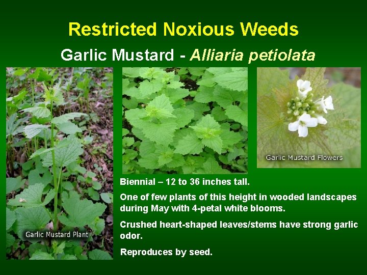 Restricted Noxious Weeds Garlic Mustard - Alliaria petiolata Biennial – 12 to 36 inches