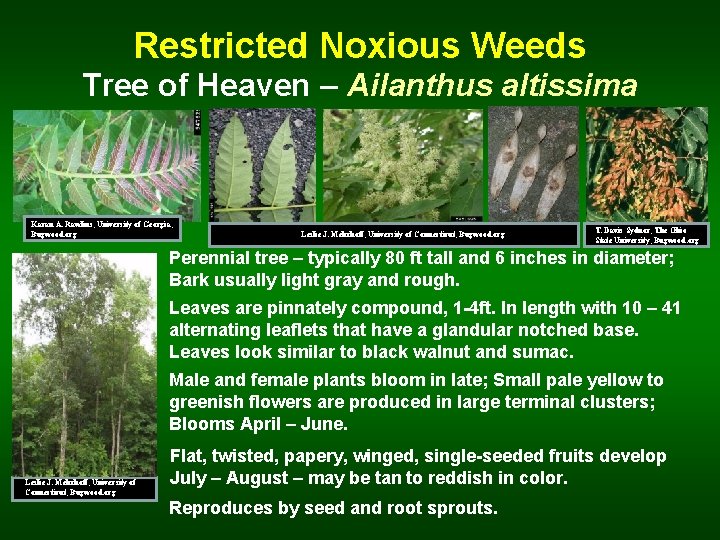 Restricted Noxious Weeds Tree of Heaven – Ailanthus altissima Karan A. Rawlins, University of