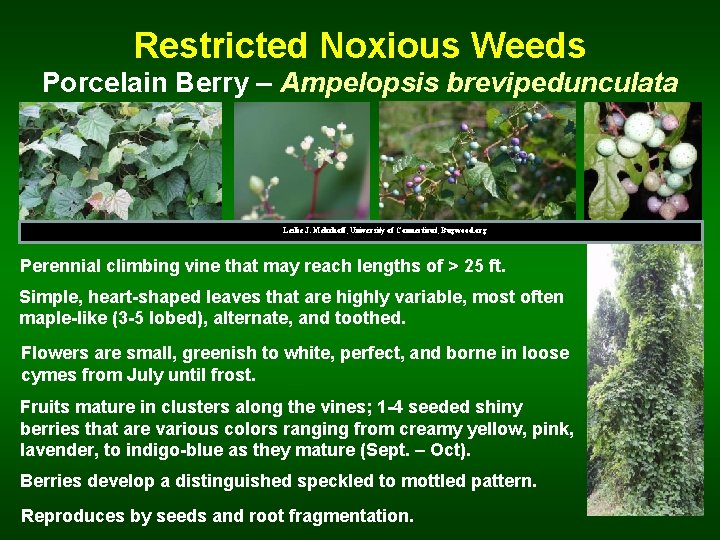 Restricted Noxious Weeds Porcelain Berry – Ampelopsis brevipedunculata Leslie J. Mehrhoff, University of Connecticut,