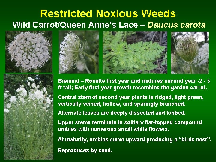 Restricted Noxious Weeds Wild Carrot/Queen Anne’s Lace – Daucus carota Biennial – Rosette first
