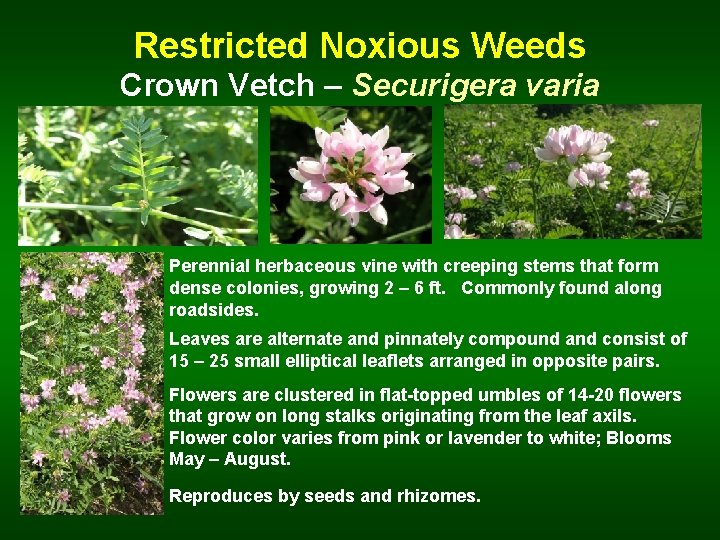 Restricted Noxious Weeds Crown Vetch – Securigera varia Perennial herbaceous vine with creeping stems