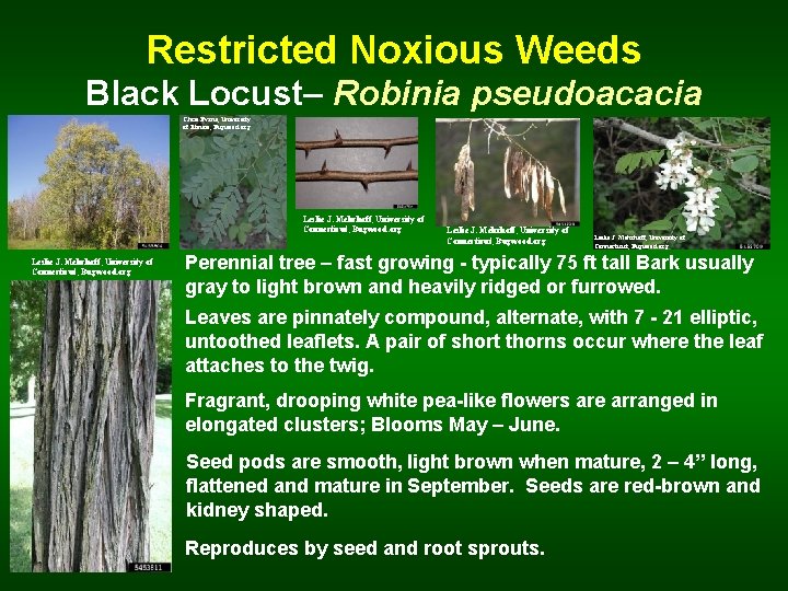 Restricted Noxious Weeds Black Locust– Robinia pseudoacacia Chris Evans, University of Illinois, Bugwood. org