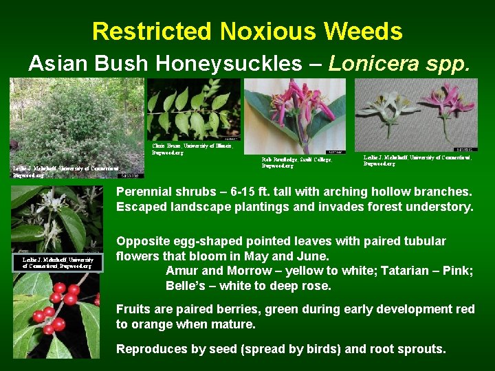 Restricted Noxious Weeds Asian Bush Honeysuckles – Lonicera spp. Chris Evans, University of Illinois,