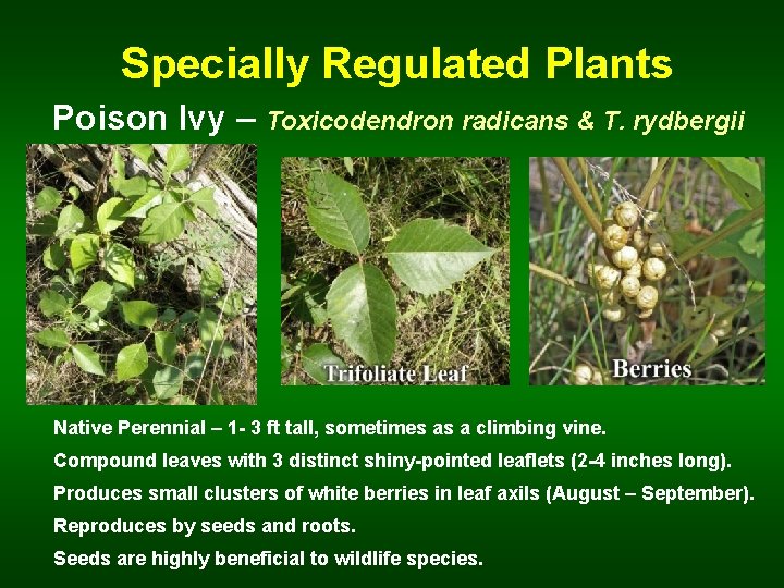  Specially Regulated Plants Poison Ivy – Toxicodendron radicans & T. rydbergii Native Perennial