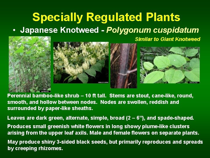  Specially Regulated Plants • Japanese Knotweed - Polygonum cuspidatum Similar to Giant Knotweed