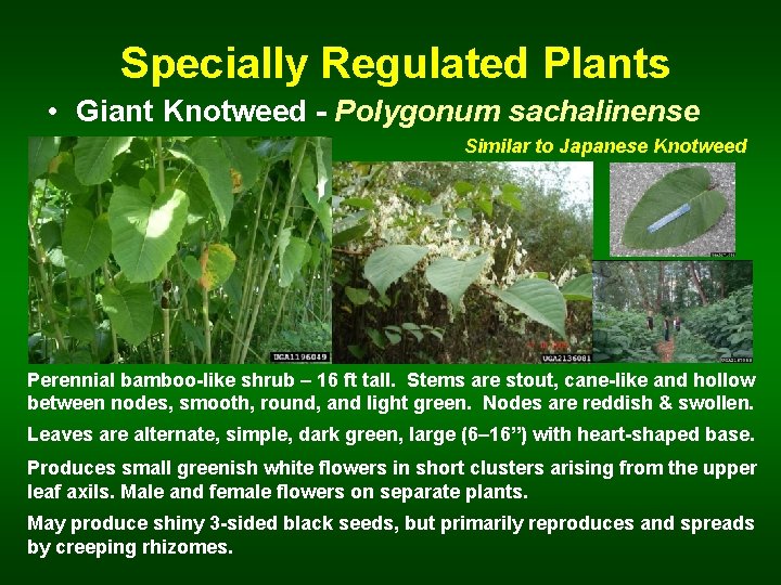 Specially Regulated Plants • Giant Knotweed - Polygonum sachalinense Similar to Japanese Knotweed