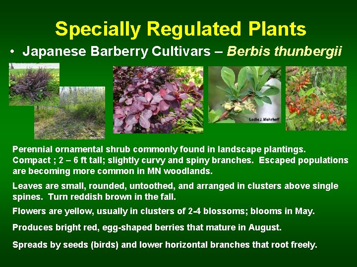  Specially Regulated Plants • Japanese Barberry Cultivars – Berbis thunbergii Perennial ornamental shrub