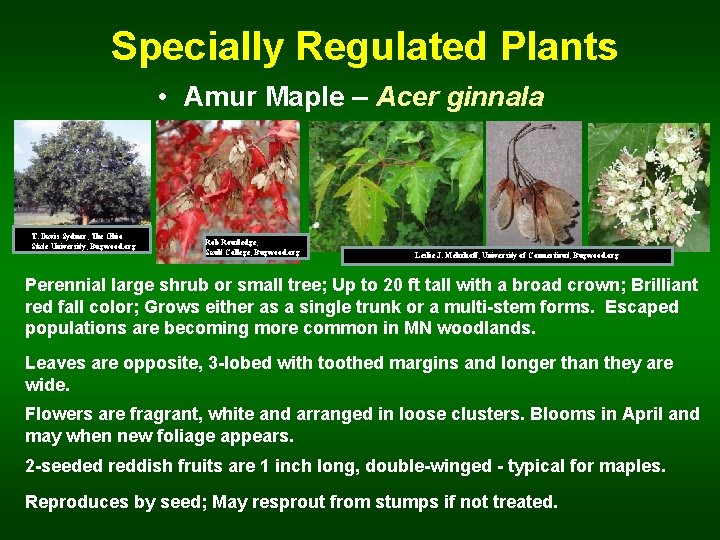  Specially Regulated Plants • Amur Maple – Acer ginnala T. Davis Sydnor, The