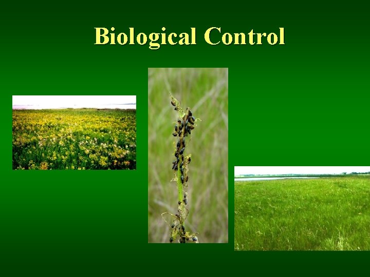 Biological Control 