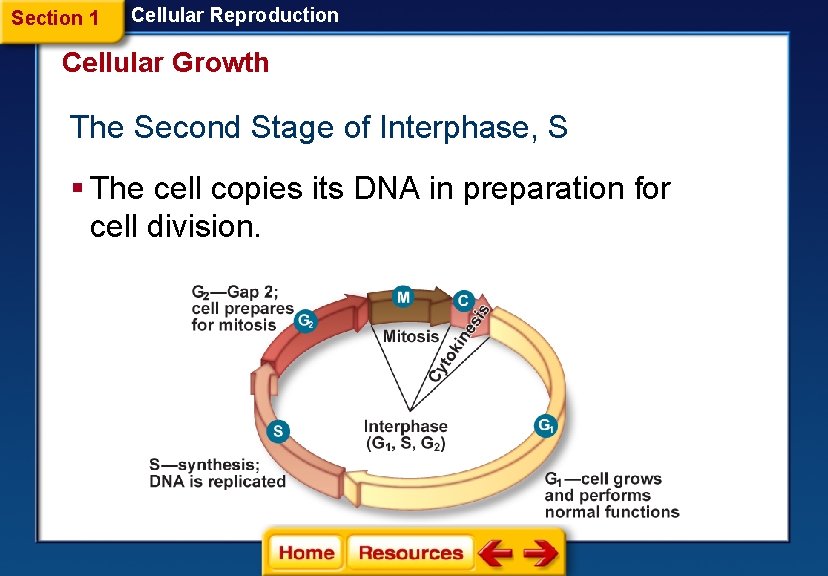 Section 1 Cellular Reproduction Cellular Growth The Second Stage of Interphase, S § The