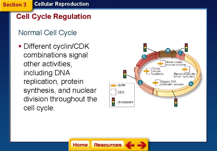 Section 3 Cellular Reproduction Cell Cycle Regulation Normal Cell Cycle § Different cyclin/CDK combinations