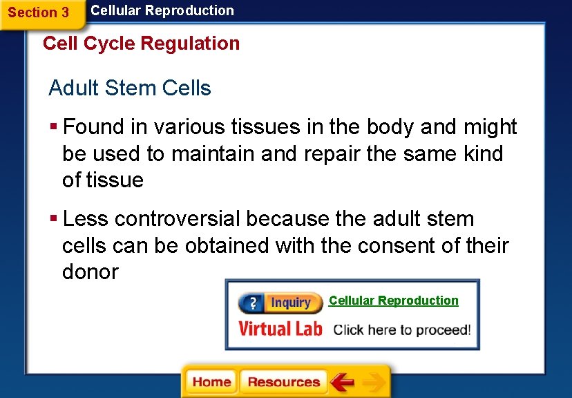 Section 3 Cellular Reproduction Cell Cycle Regulation Adult Stem Cells § Found in various