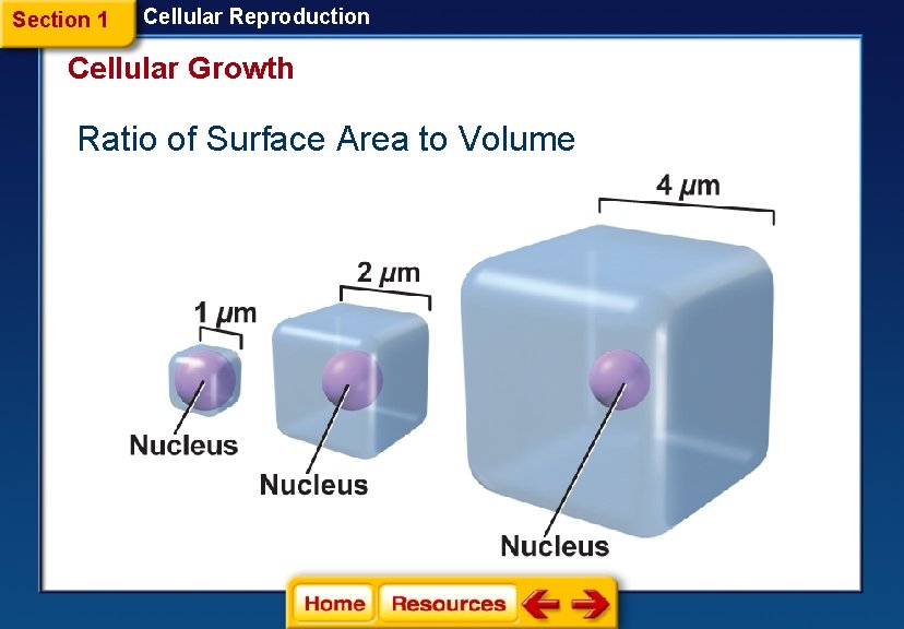 Section 1 Cellular Reproduction Cellular Growth Ratio of Surface Area to Volume 