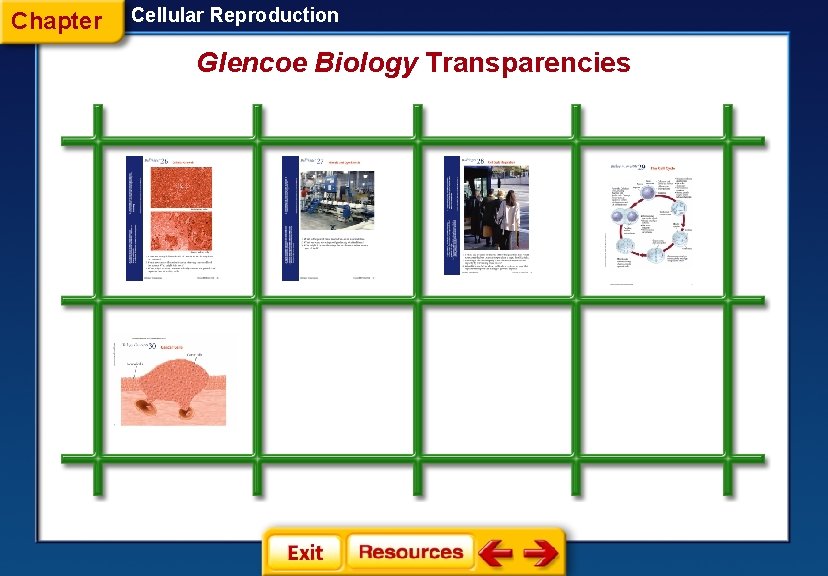 Chapter Cellular Reproduction Glencoe Biology Transparencies 