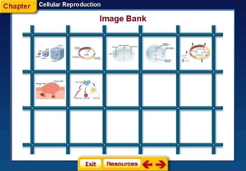 Chapter Cellular Reproduction Image Bank 