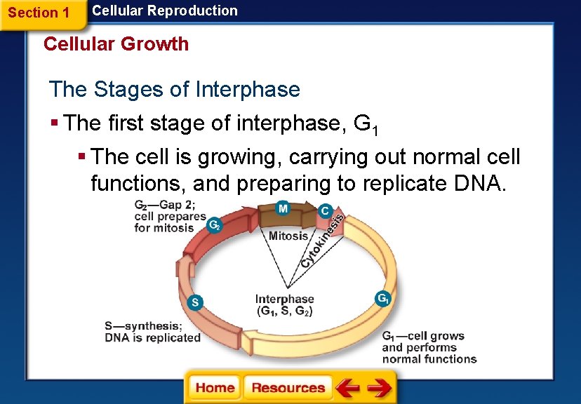 Section 1 Cellular Reproduction Cellular Growth The Stages of Interphase § The first stage