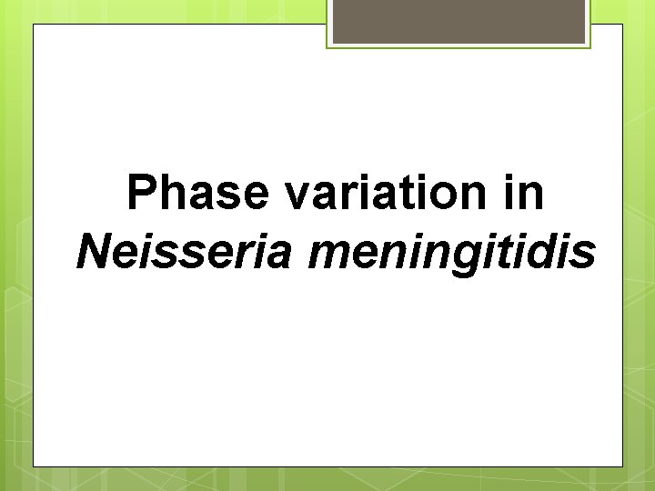 Phase variation in Neisseria meningitidis 