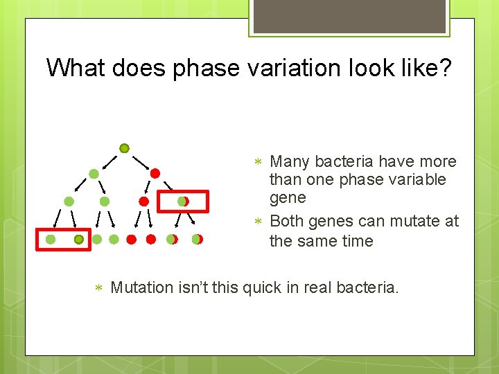 What does phase variation look like? Many bacteria have more than one phase variable