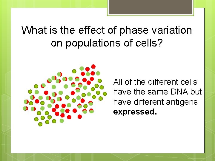 What is the effect of phase variation on populations of cells? All of the