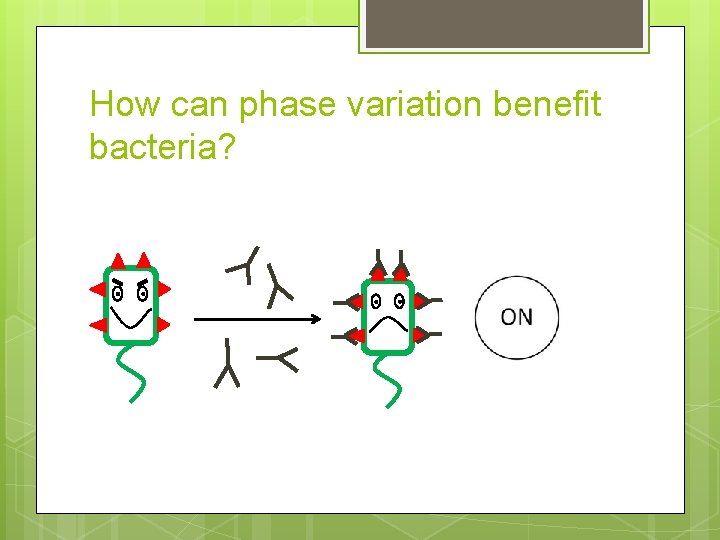 How can phase variation benefit bacteria? 