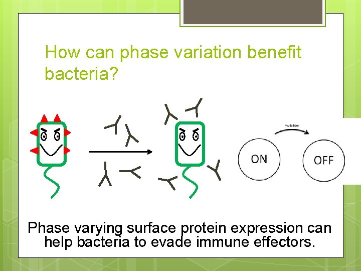 How can phase variation benefit bacteria? Phase varying surface protein expression can help bacteria