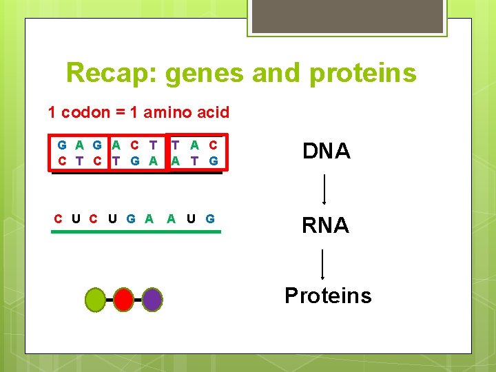 Recap: genes and proteins 1 codon = 1 amino acid G A C T