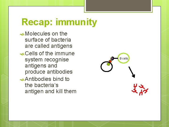 Recap: immunity Molecules on the surface of bacteria are called antigens Cells of the