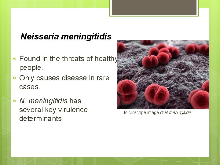 Neisseria meningitidis Found in the throats of healthy people. Only causes disease in rare