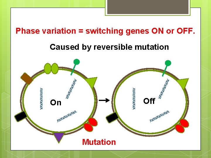 Phase variation = switching genes ON or OFF. Caused by reversible mutation Off On