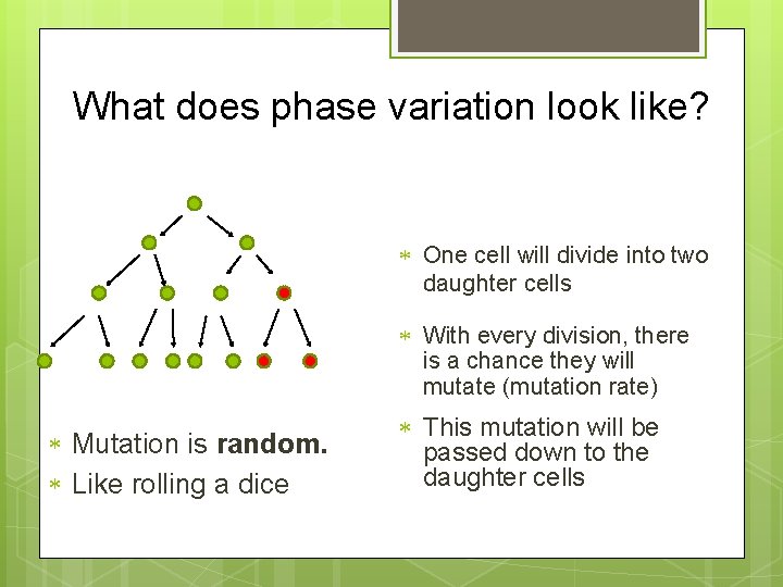 What does phase variation look like? One cell will divide into two daughter cells