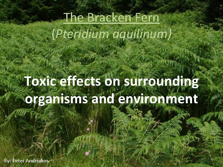 The Bracken Fern (Pteridium aquilinum) Toxic effects on surrounding organisms and environment By: Peter