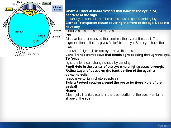 Choroid Layer of blood vessels that nourish the eye; also, because of the high