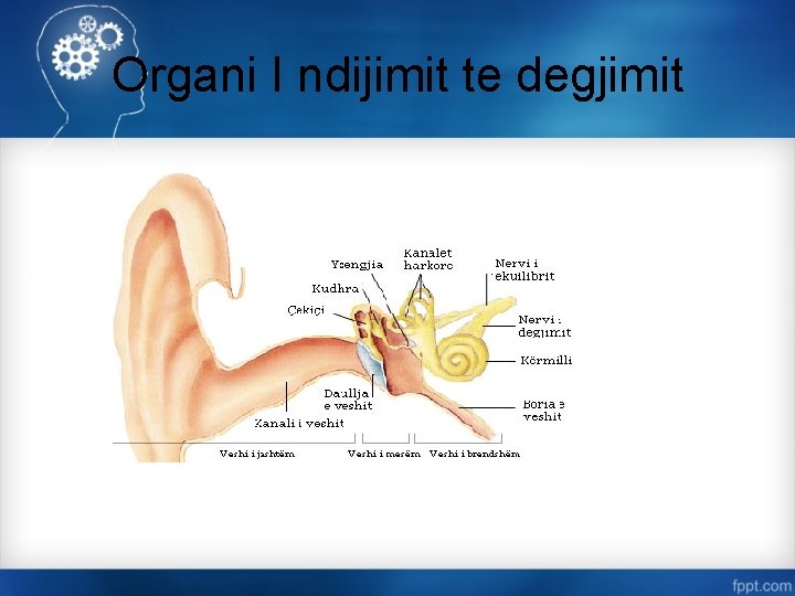 Organi I ndijimit te degjimit 