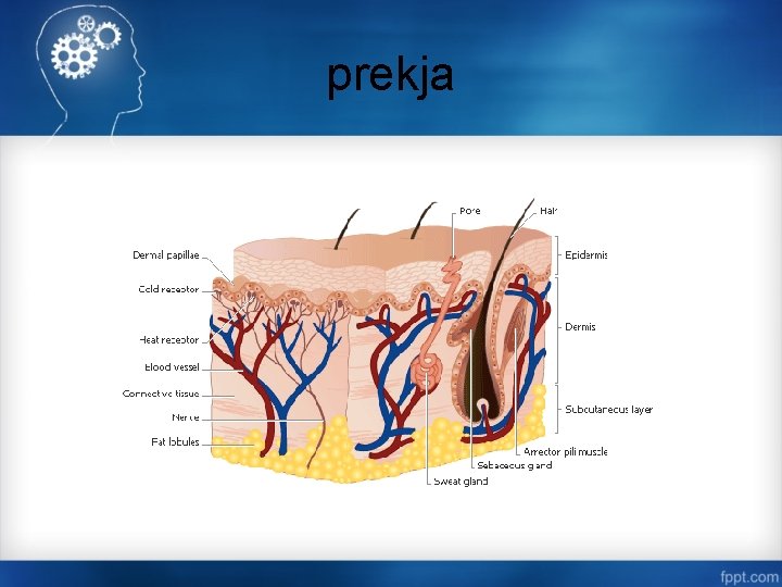 prekja 