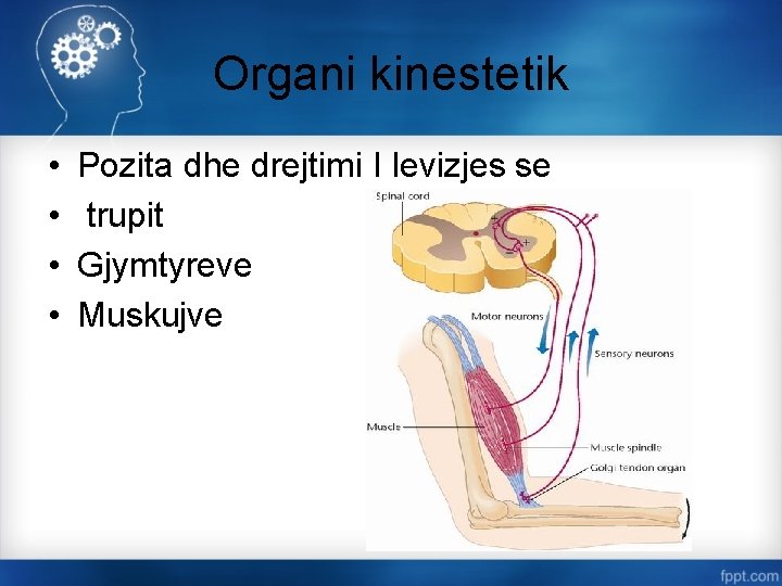 Organi kinestetik • • Pozita dhe drejtimi I levizjes se trupit Gjymtyreve Muskujve 