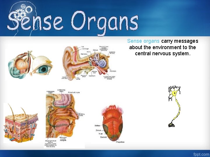 Sense organs carry messages about the environment to the central nervous system. 