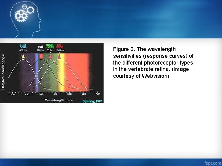 Figure 2. The wavelength sensitivities (response curves) of the different photoreceptor types in the