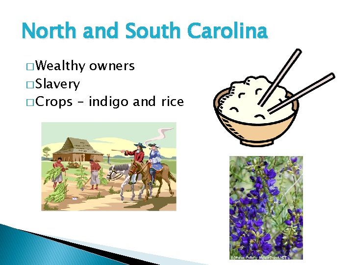 North and South Carolina � Wealthy � Slavery � Crops owners – indigo and