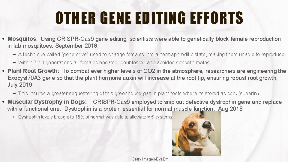 OTHER GENE EDITING EFFORTS • Mosquitos: Using CRISPR-Cas 9 gene editing, scientists were able