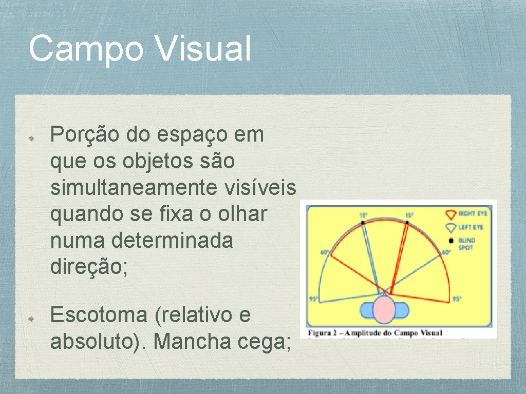 Campo Visual Porção do espaço em que os objetos são simultaneamente visíveis quando se