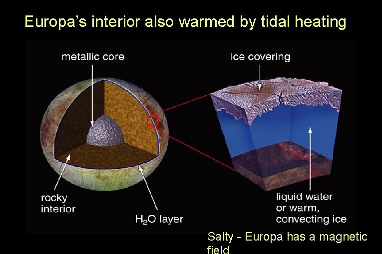 Europa’s interior also warmed by tidal heating Salty - Europa has a magnetic 