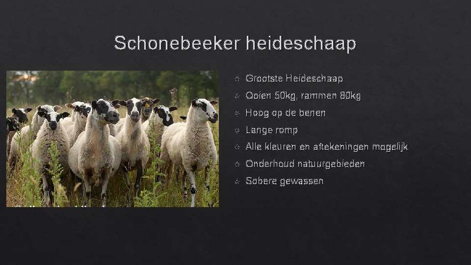 Schonebeeker heideschaap Grootste Heideschaap Ooien 50 kg, rammen 80 kg Hoog op de benen