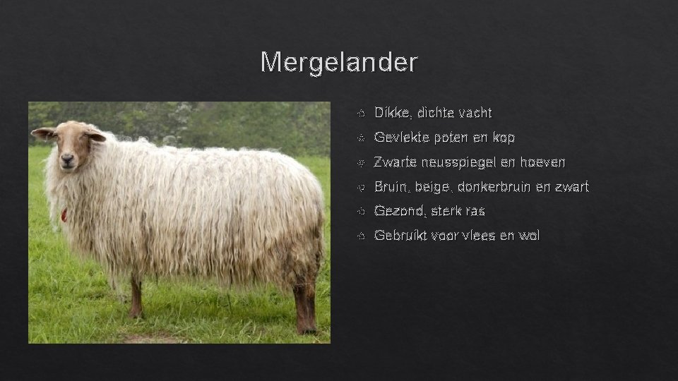 Mergelander Dikke, dichte vacht Gevlekte poten en kop Zwarte neusspiegel en hoeven Bruin, beige,