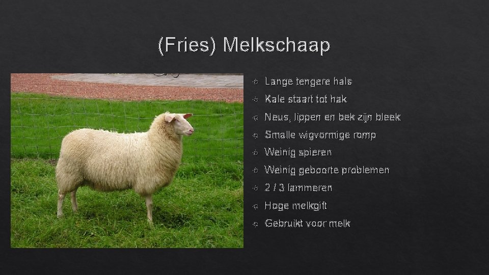 (Fries) Melkschaap Lange tengere hals Kale staart tot hak Neus, lippen en bek zijn