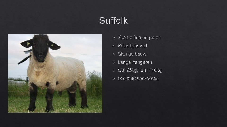 Suffolk Zwarte kop en poten Witte fijne wol Stevige bouw Lange hangoren Ooi 95