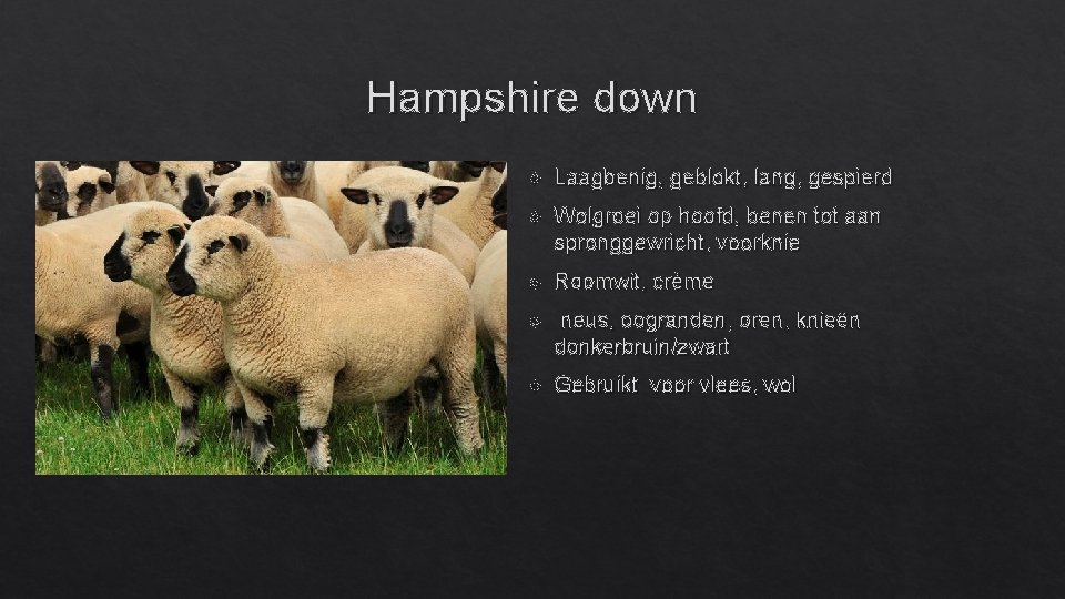 Hampshire down Laagbenig, geblokt, lang, gespierd Wolgroei op hoofd, benen tot aan spronggewricht, voorknie