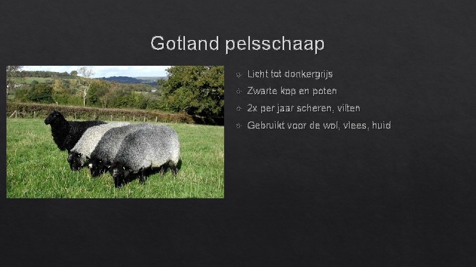 Gotland pelsschaap Licht tot donkergrijs Zwarte kop en poten 2 x per jaar scheren,