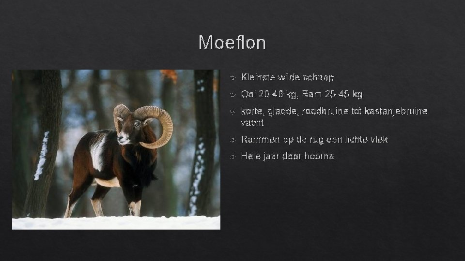 Moeflon Kleinste wilde schaap Ooi 20 -40 kg, Ram 25 -45 kg korte, gladde,